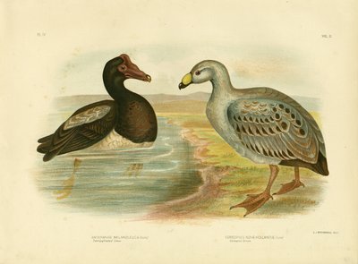 Oca Semipalmata o Oca Gazza, 1891 da Gracius Broinowski